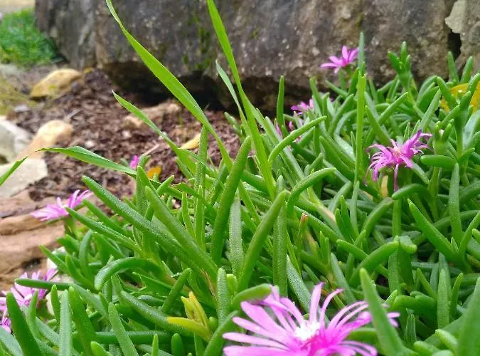 Vakantiehuis De La Mothe *